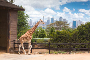 How to Measure a Giraffe? All About the World's Tallest Animals