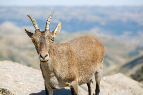 Goats are a species with harmful habits.
