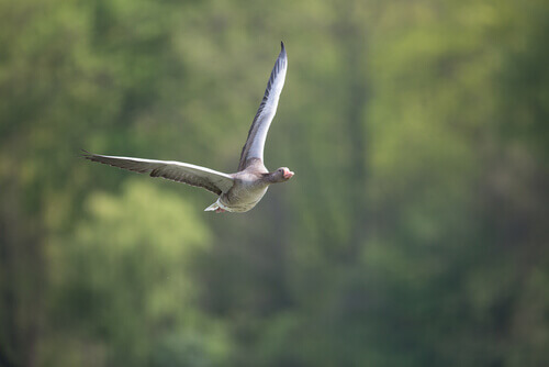 A goose flying.