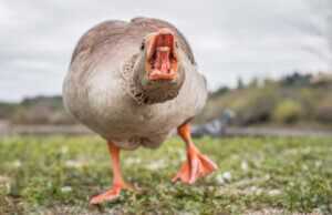Characteristics and Behavior of Geese