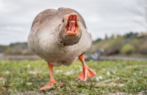 Characteristics and Behavior of Geese