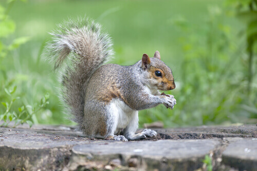 Gray Squirrels: Discover All Their Characteristics