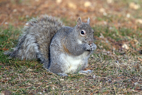 Gray squirrels are rodents.