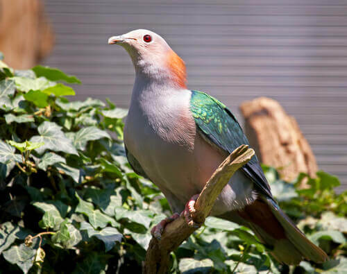 A picture of a Green imperial pigeon.
