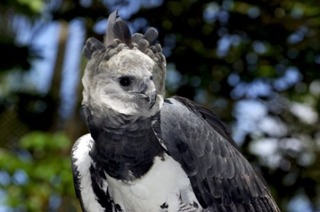 Harpy eagles are one of the most beautiful birds of Central America.