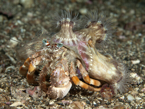 A hermit crab on the ocean floor.