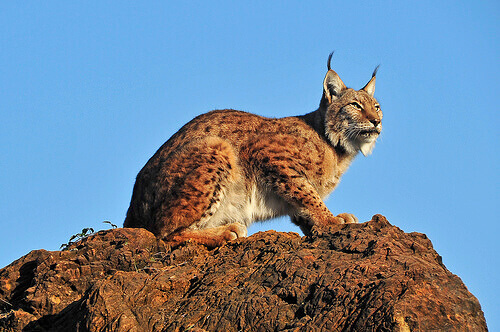 An Iberian Lynx.