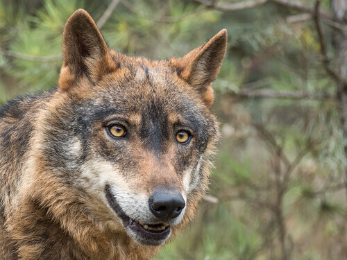 An Iberian wolf.
