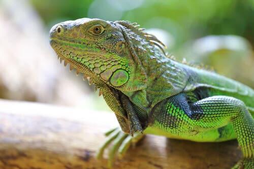 Some iguanas are endemic of the Galapagos Islands.