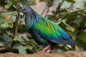 An indonesian multi-colored pigeon.