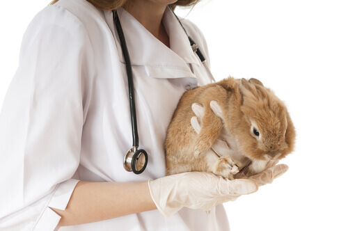 How To Get Rid of Parasites in Rabbits - My Animals