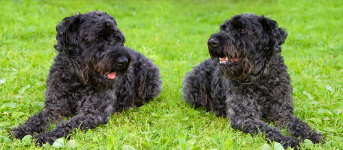 The Kerry Blue Terrier
