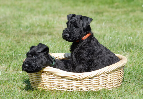 Two kerry blue terriers in a basket.