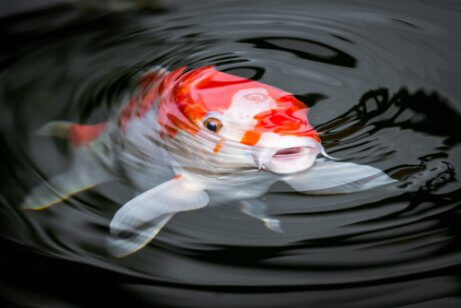 A koi fish in water.
