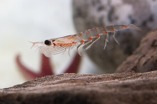 An Antarctic krill in the water.