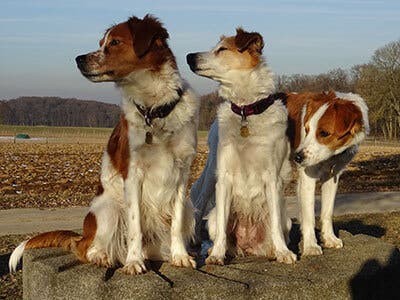 Three dogs sitting outside.