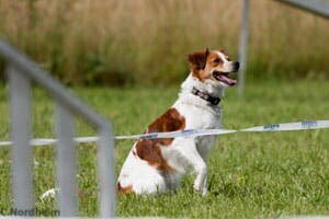 The Kromfohrländer: A Young and Friendly Breed