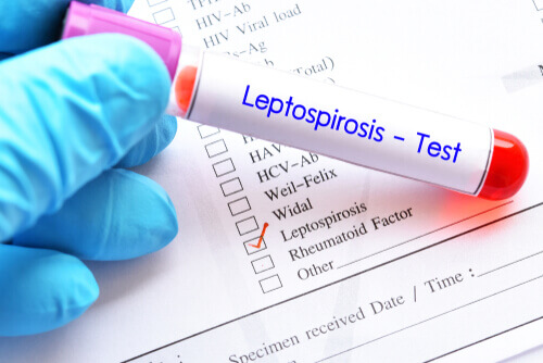 Three Tips to Prevent Leptospirosis in Pets