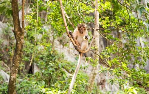 A monkey in a tree.