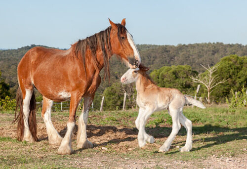 A mare with her foal.