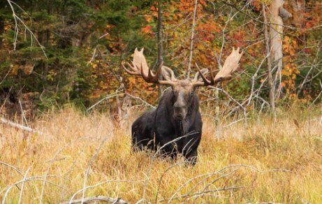 A moose in the wild.