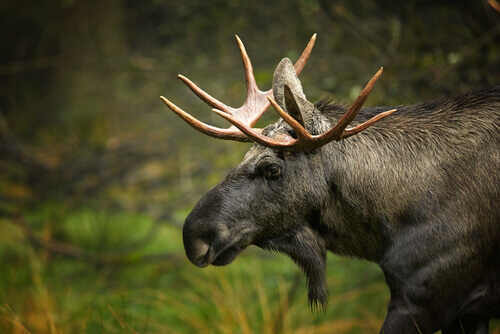 Moose are the national animals of Sweden and Norway.