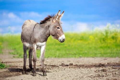 A mule in a field.