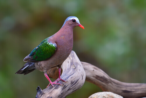 A multi-colored pigeon standing on a branch.