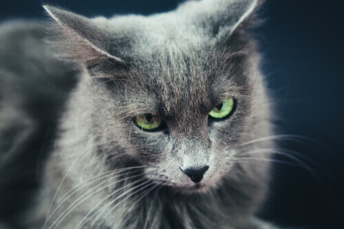 A rare domestic cat breed, the Nebelung.