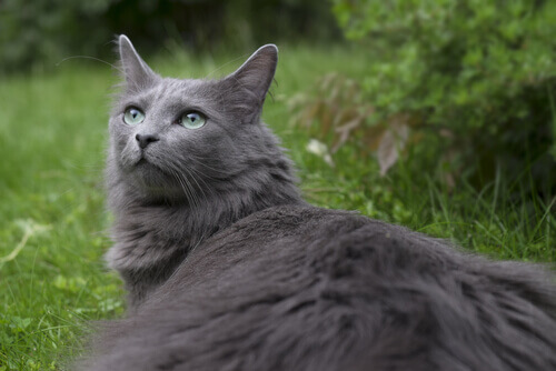 Meet the Nebelung: A Rare Pedigree Domestic Cat Breed
