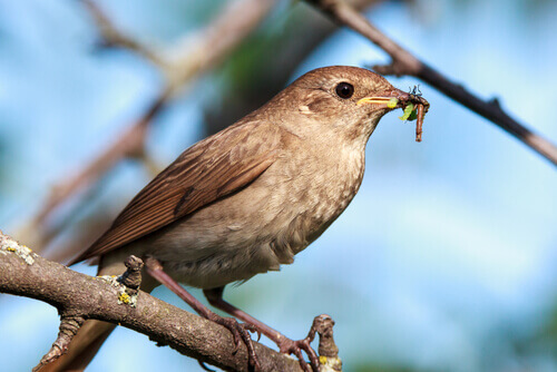 The song of the nightingale announces the arrival of spring.