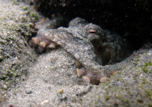 A camouflaged octopus.