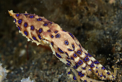 4 Amazing Species of Octopus