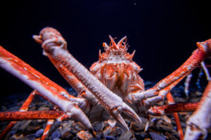 5 Species of Crabs that Will Surprise You