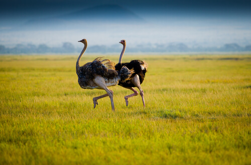 Two ostriches in the savannah.