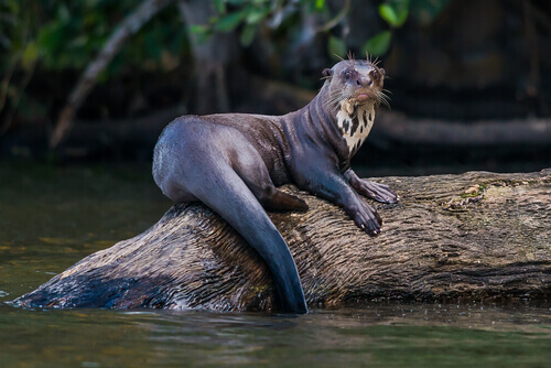 An otter on a log.