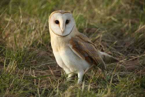 A close-up of a white owl.