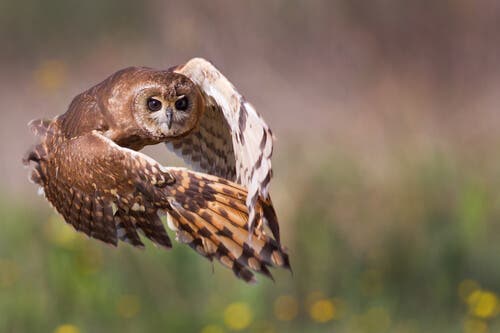 A photo of an owl in mid-flight.