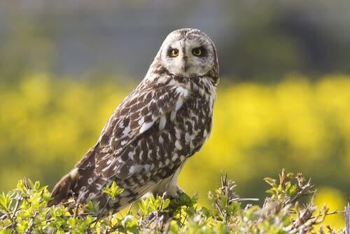 A photo of a curious owl.