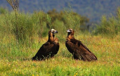 A pair of vultures on the ground.