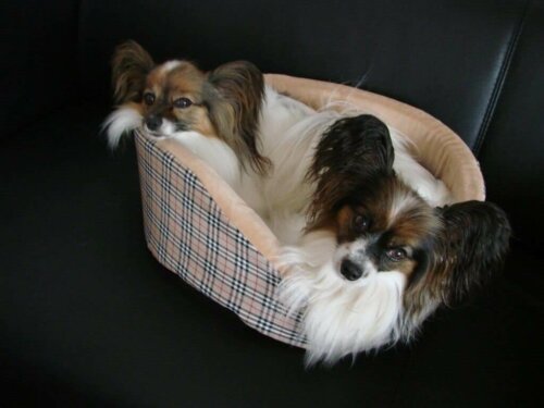 The Continental Toy Spaniel is an old dog breed.