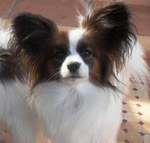 The Papillon or Continental Toy Spaniel
