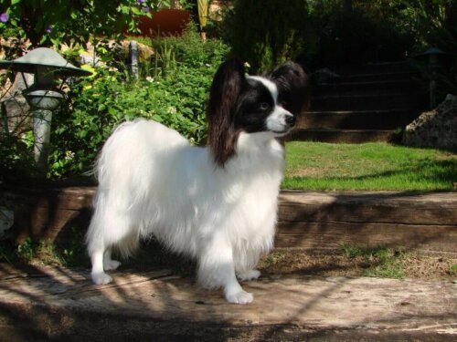 The Continental Toy Spaniel has a proportional head.