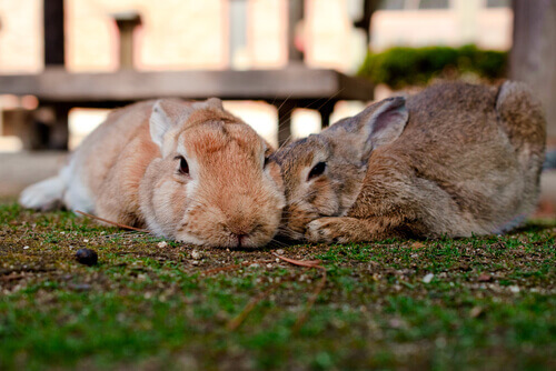 How To Get Rid of Parasites in Rabbits - My Animals