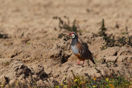 A partridge in the distance.