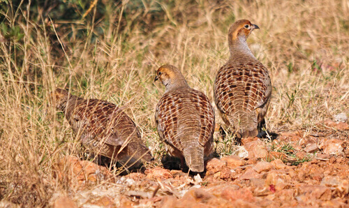 A group of partridges.