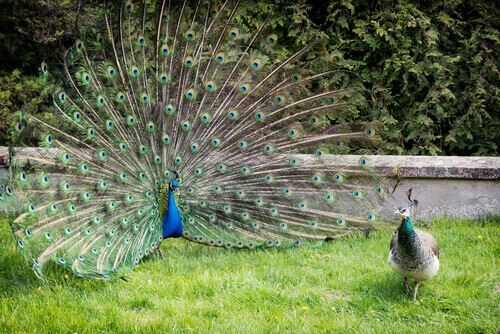 A peacock with tail feathers open.