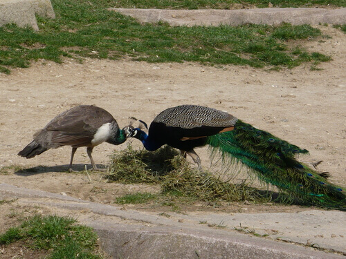 Two peacocks outside.