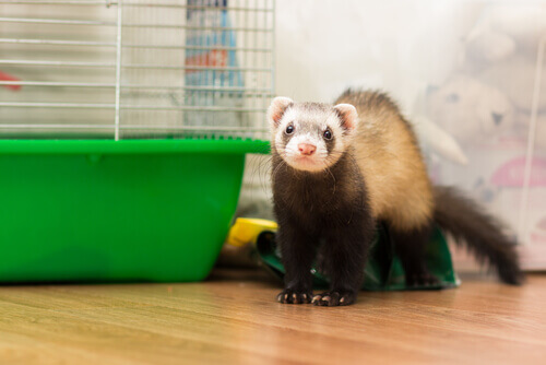 Considerations Before Having a Ferret as a Pet