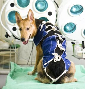 Tips for Pet Rehabilitation: Helping Your Pet Recover